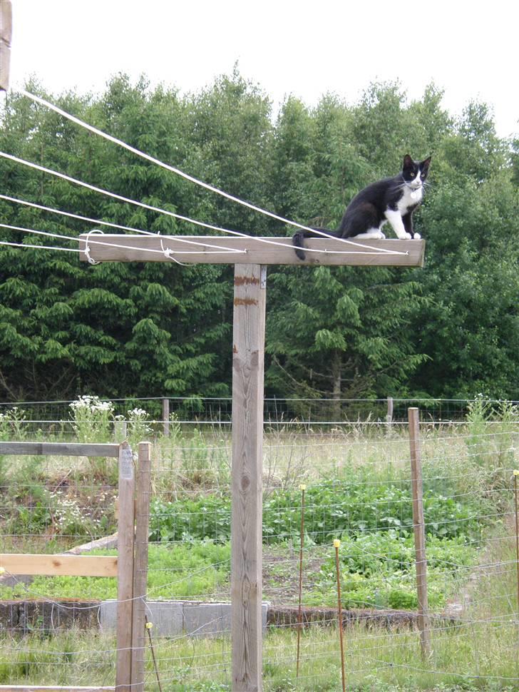 Huskat Trunte *R.I.P* - Her er hun hoppet op på tøjsnoren... billede 5
