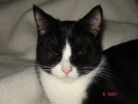 Huskat Trunte *R.I.P* billede 6