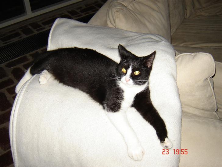 Huskat Trunte *R.I.P* billede 7