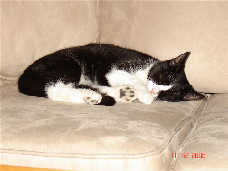 Huskat Trunte *R.I.P* billede 8