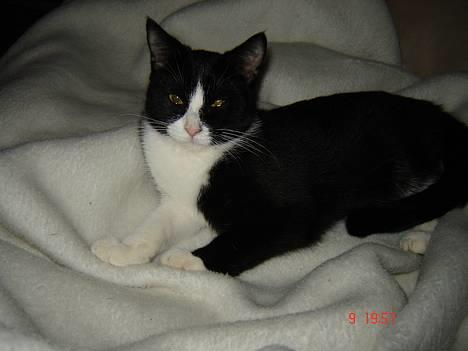 Huskat Trunte *R.I.P* billede 9