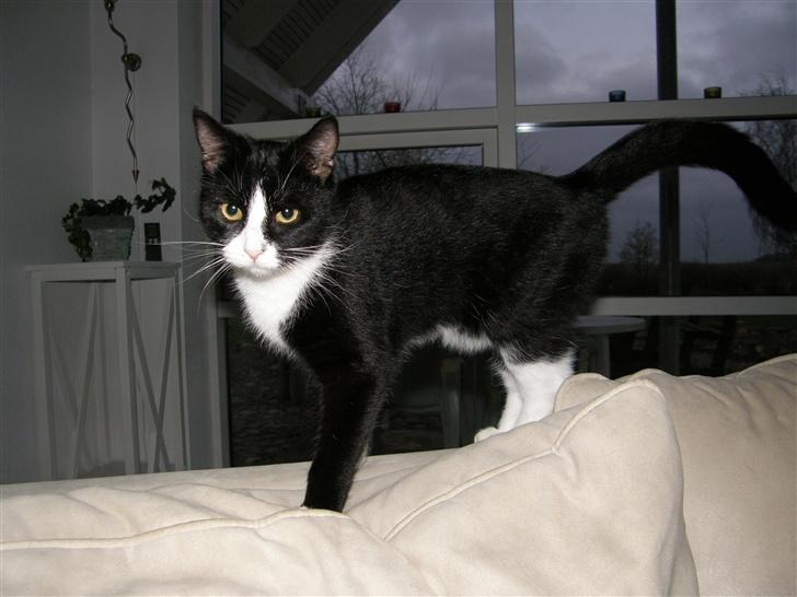 Huskat Trunte *R.I.P* billede 10