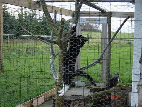 Huskat Trunte *R.I.P* - Her er hun ude i kattegården billede 11