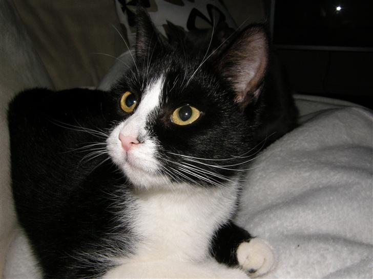 Huskat Trunte *R.I.P* billede 12