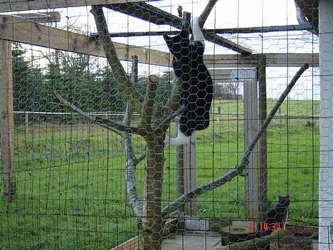 Huskat Trunte *R.I.P* - Hun elsker at klatre i træet billede 13