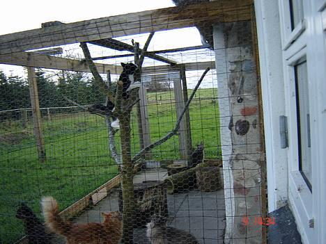 Huskat Trunte *R.I.P* billede 14