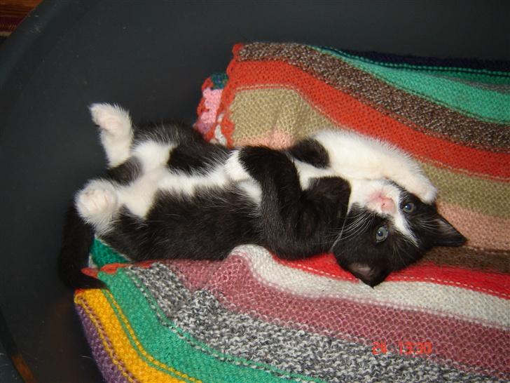 Huskat Trunte *R.I.P* - Trunte da hun var lille billede 15