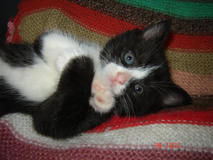 Huskat Trunte *R.I.P* billede 16