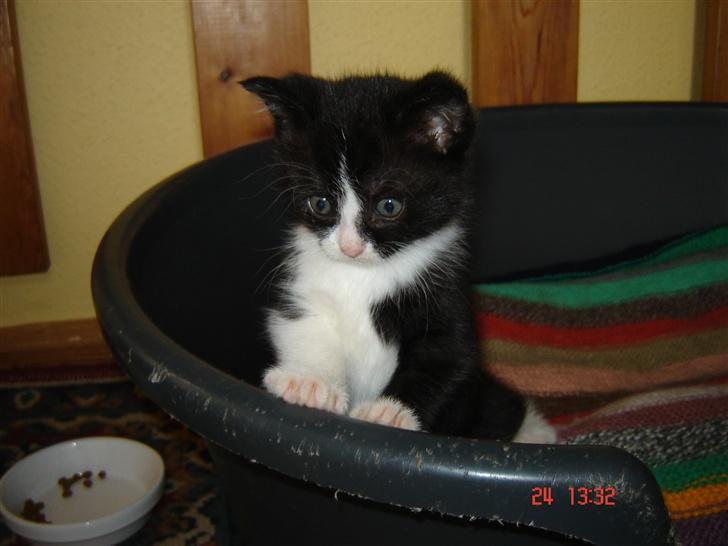 Huskat Trunte *R.I.P* billede 17