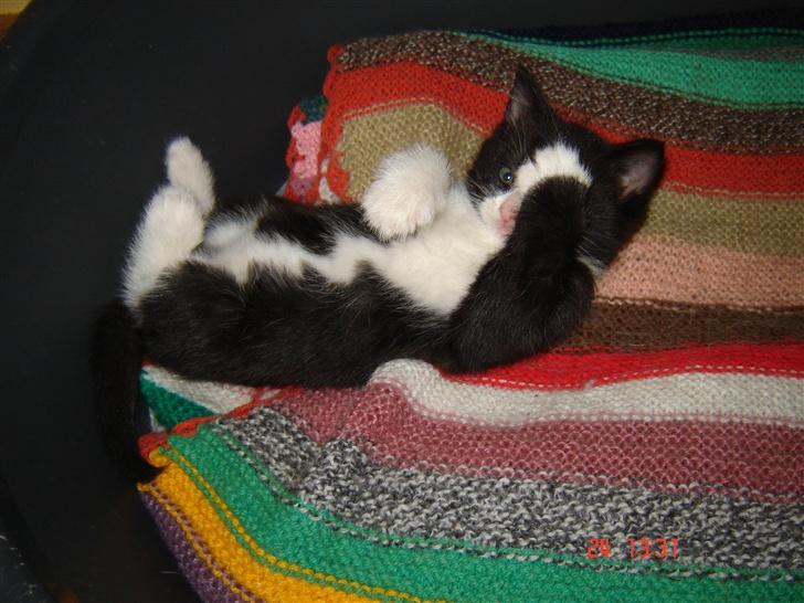 Huskat Trunte *R.I.P* - "Du kan ik se mig nu, vel??" billede 18