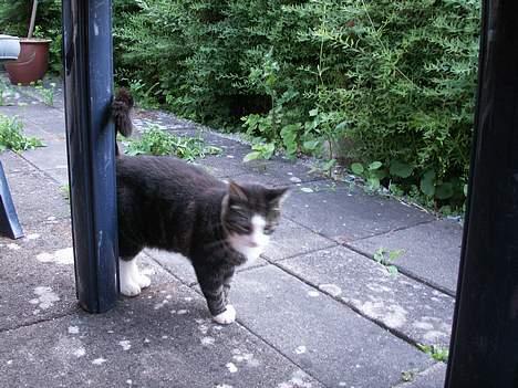 Huskat NELLY - hvad skal der så ske nu ? billede 9