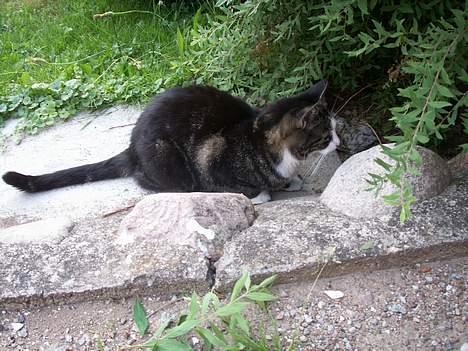 Huskat NELLY - hvad er det ` det må jeg heller under søge  billede 10