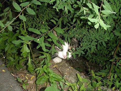Huskat NELLY - prøv at finde miiq nu hehe  billede 11