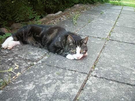 Huskat NELLY - barer 5 minutter mer mor  billede 12