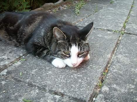 Huskat NELLY - skal lige ligge og slappe af  billede 13