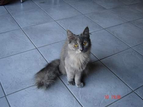 Blanding af racer Tessa *R.I.P* billede 19