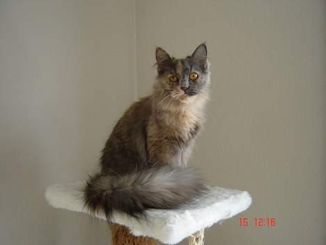 Blanding af racer Tessa *R.I.P* billede 20