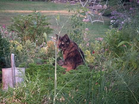 Huskat Gaia - Mmm... dejligt at være på besøg hos "farmor&farfar" (20.07.2006) billede 10