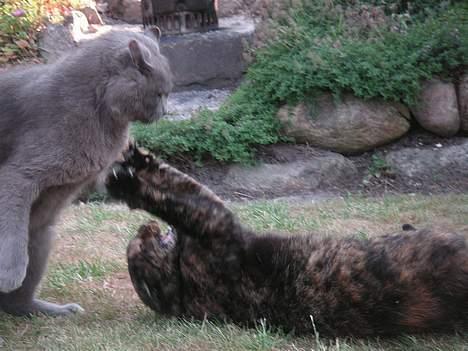 Huskat Gaia - Du ska f... ik komme for tæt på her!! (20.07.2006) billede 11