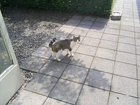 Huskat Nuggi billede 9