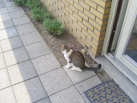 Huskat Nuggi billede 11