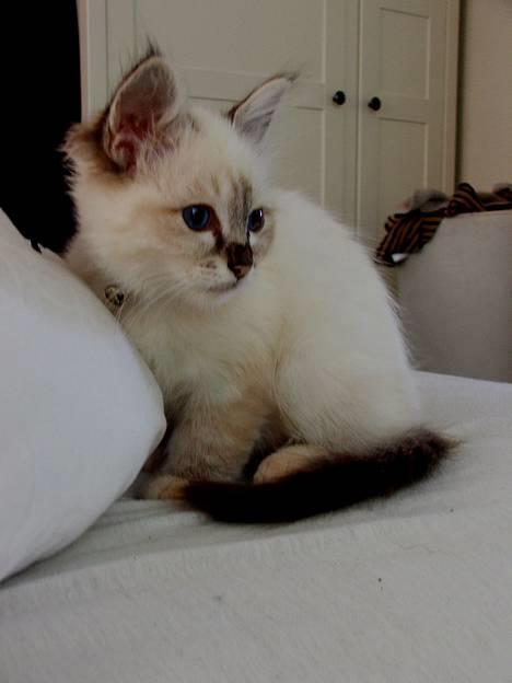 Hellig Birma Astaire ***Drøm sødt ;´(  - Charmetrold på farten.. Pas på der ude .. !! ;) billede 1