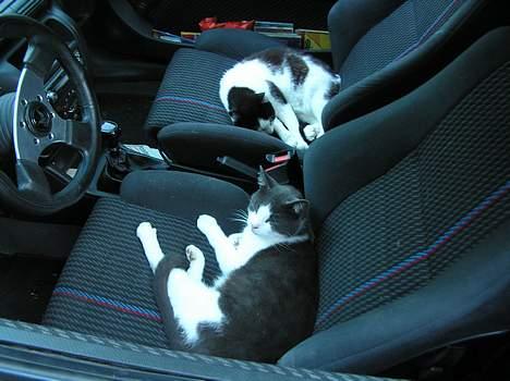 Huskat Missemor - ligger i fars bil og hygger med min søn pjevs! billede 16