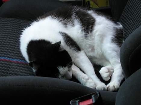 Huskat Missemor - ligger i fars bil..  billede 17