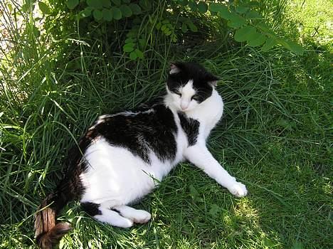 Huskat Missemor - ligger lige og pusser pels, så den passer til solen..  billede 18
