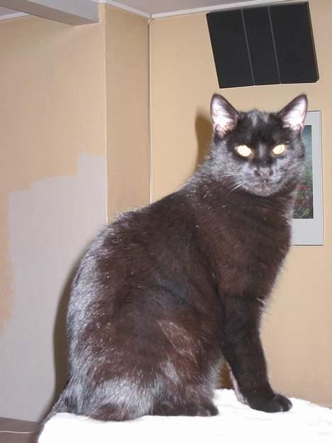 Huskat sofus - han er min  billede 1