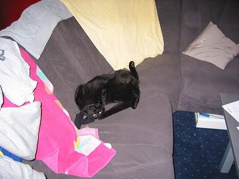 Huskat sofus - sofus elsker at ligge på ryggen billede 2