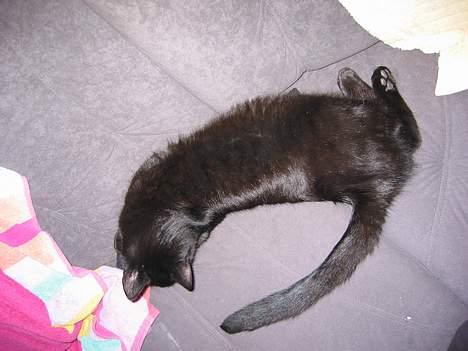 Huskat sofus billede 3