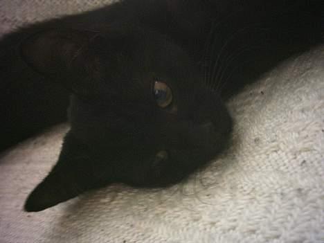 Huskat prinses billede 1