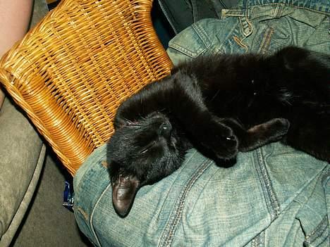 Huskat prinses billede 2