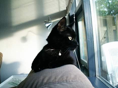 Huskat prinses billede 3