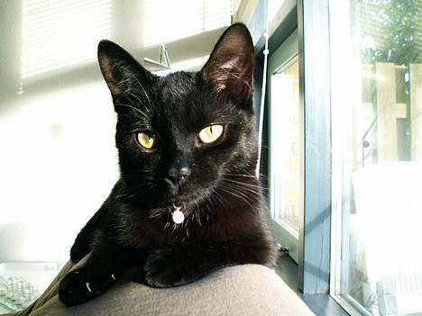 Huskat prinses billede 4