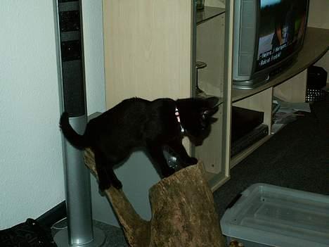 Huskat prinses billede 5