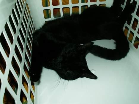 Huskat prinses billede 6