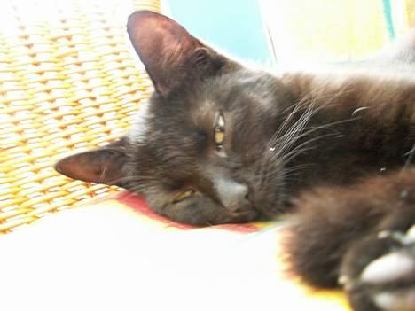 Huskat prinses billede 7