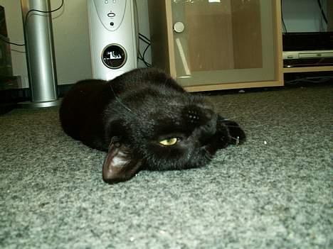 Huskat prinses billede 8