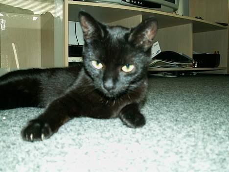 Huskat prinses billede 9