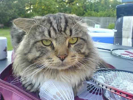 Blanding af racer basse billede 1