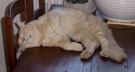 Maine Coon Mister Magoo - Livet er nu skønt.. billede 2