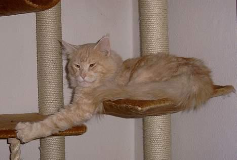 Maine Coon Mister Magoo - Kom bare an.. billede 3