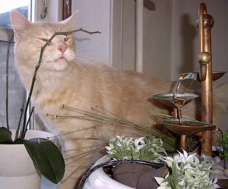 Maine Coon Mister Magoo - Sådan en halvissen orkidee kan sagtens bruges til kløpind billede 4