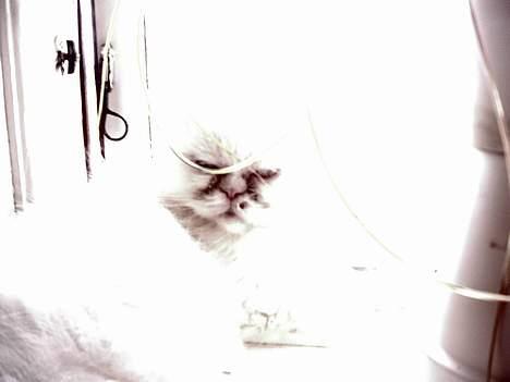 Perser Alaska (Afgået) - Mauu, ligner jeg ikke et spøgelse =0) billede 10