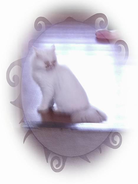 Perser Alaska (Afgået) - Absolut kær ik´.. billede 11