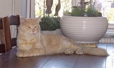Maine Coon Mister Magoo - Jeg er da særdeles lækker hvis jeg selv skal sige det.. billede 5