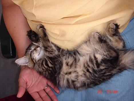 Norsk Skovkat Afrodithe billede 11