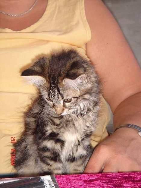 Norsk Skovkat Afrodithe billede 12